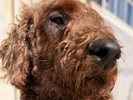 Poodle – Red Poodle – Whittier