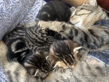Russian White, Black and Tabby – 3 kittens – Waltham Cross