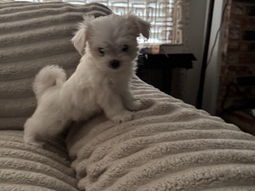 Maltese – Maltese – Plano