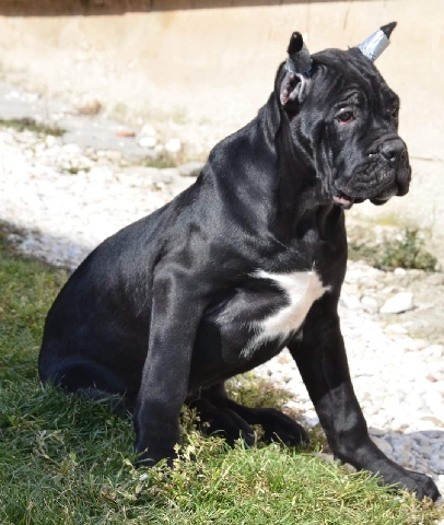 Cane Corso – Cane Corso puppies