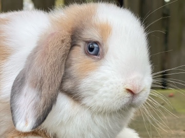 American Chinchilla – Holland Lop Rabbit / Bunny – Johns Creek