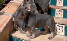 French Bulldog – Frenchie