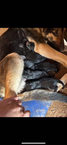 German Shepherd – German Shepard