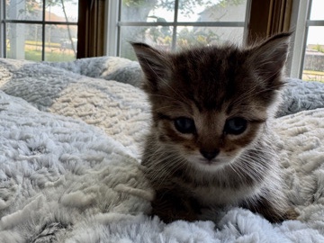 All - kittens  available for adoption in Vancouver