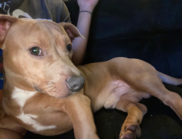 Dachshund – Pitbull/weenie