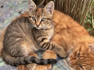 European Shorthair – chaton – Toulouse