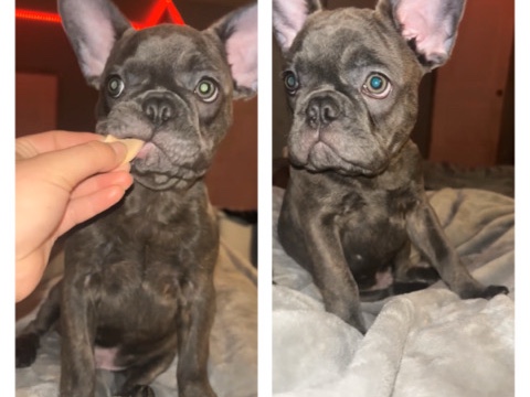 French Bulldog – French bulldog – Yakima