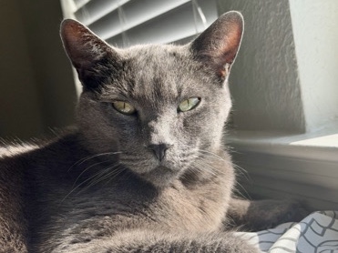 Russian Blue – rehome Romeo – Sarasota