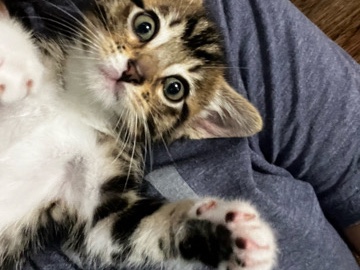 American Shorthair – a bonded pair seeking there forever home – Burien
