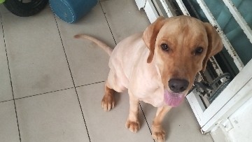 Golden Retriever – Pet let go