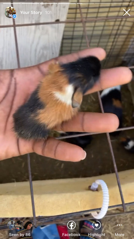 geni pigs
