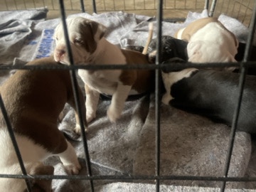 American Pit Bull Terrier – Pitbull – Atlanta