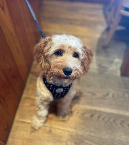 Male Cavapoo - 8 months