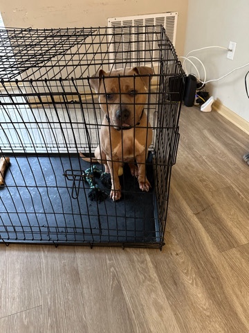 American Pit Bull Terrier – Shepherd mixed w pit