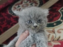 Persian (Modern) – grey Persian – Varanasi