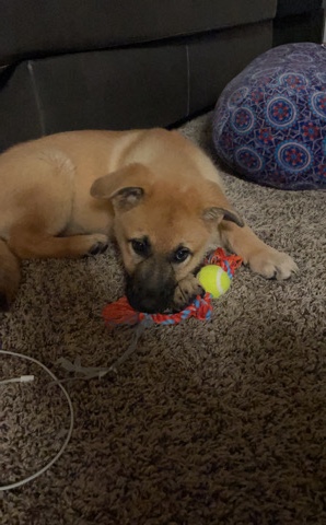 German Shepherd – 9 weeks German Shepherd
