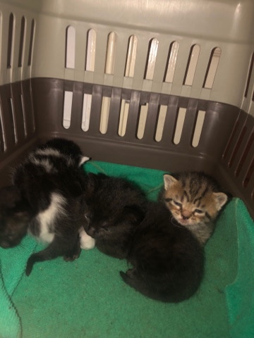 4 baby cats for sale 