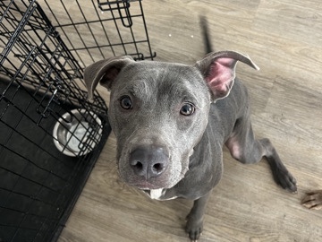 American Bulldog – Nina - 1 year old puppy – Hiram