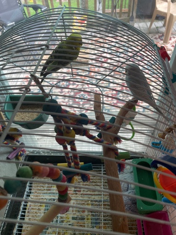 parakeets