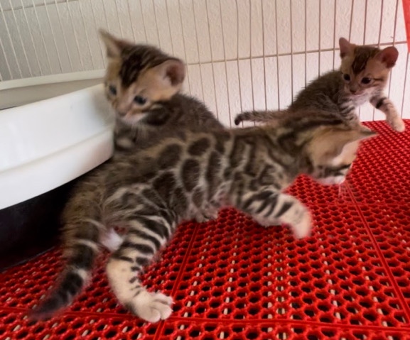 Bengal – Bengal