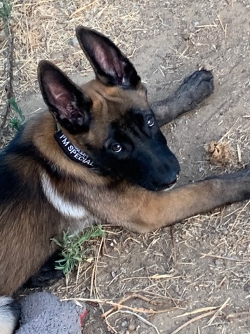 Belgian Malinois/ German shepherd