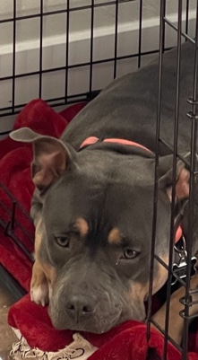 American Bulldog – American bully puppy