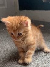 ginger and black kittens