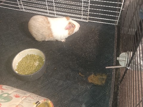 Guinea Pig – Guinea pig – Murfreesboro
