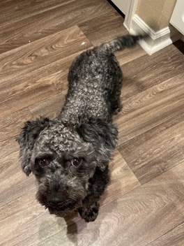 Poodle – Poodle name Cashe looking for new home!