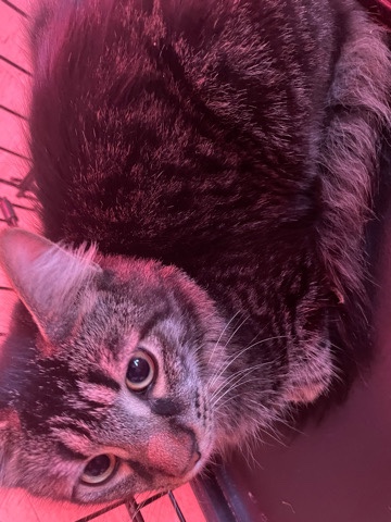 Maine Coon – pet lover