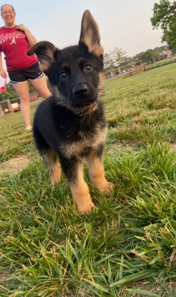 German Shepherd – 9 week old female German shepherd