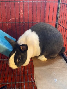 Bunny Rabbit
