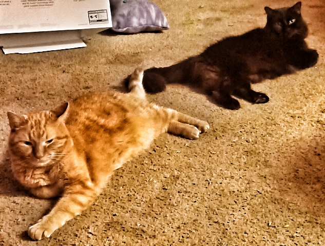 2 cute Kitties looking for a home