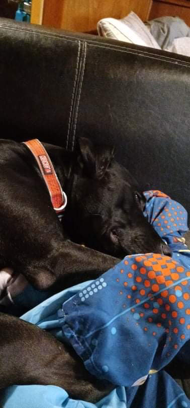 American Pit Bull Terrier – going into the army