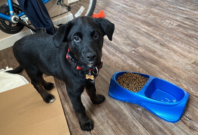 Labrador Retriever – black lab dog