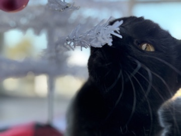 American Shorthair – Luna Marie