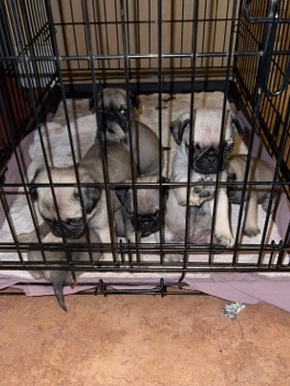 Pug – Puppies for Sale