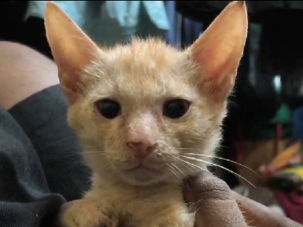 Asian – Friendly Asian Kittens for Adoption – 4 Months Old in Pune – Pune