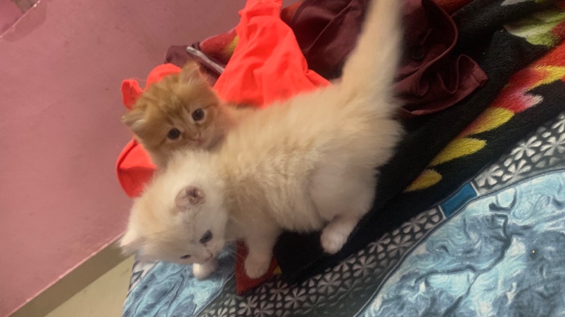 Persian (Modern) – Alphano Persian kitten *** 5k