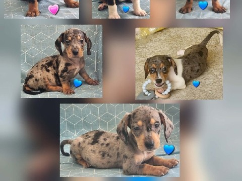 Dachshund – Dachshunds Mini – Deltona