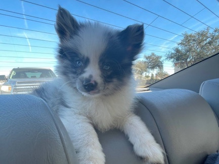 Pomeranian – Merle Male pomeranian – Apopka