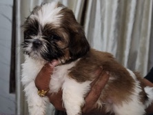 Shih Tzu Puppies 