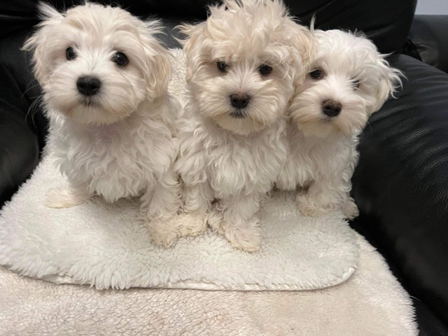 Maltese – Maltester Welpe