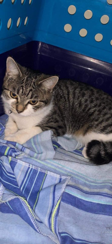 female kitten for sale
