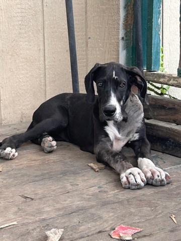 Great Dane – Lily