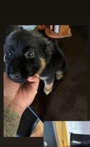 German Shepherd – german shepherd pit mix