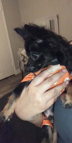 Chihuahua – Loving puppy