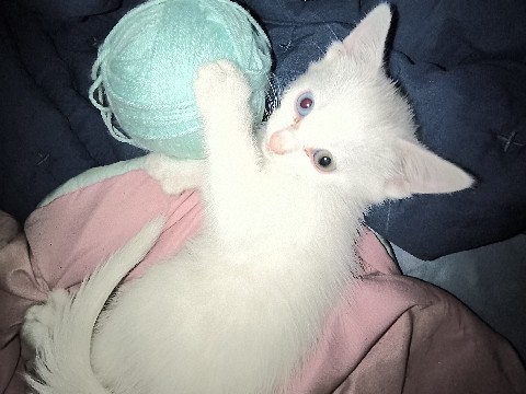 Stray white kitten that needs a home!!! – Victorville