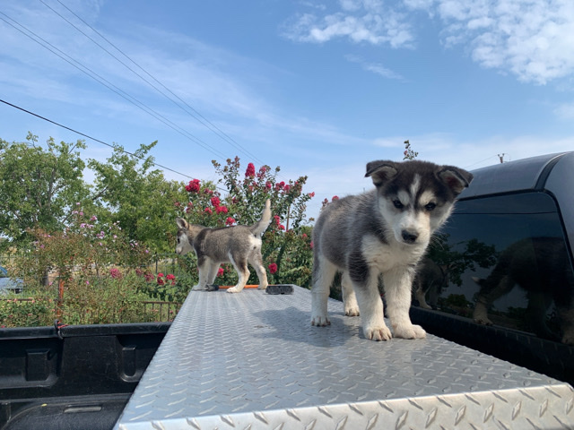 Siberian Husky – husky puppies