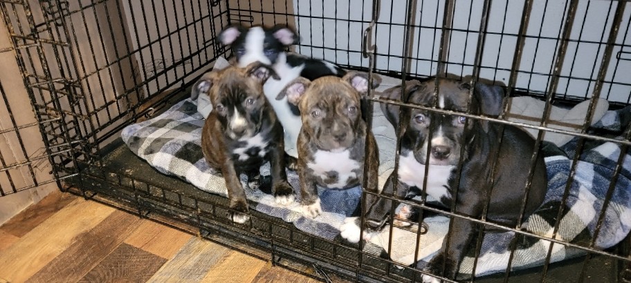 American Pit Bull Terrier – American Pitbull terriers